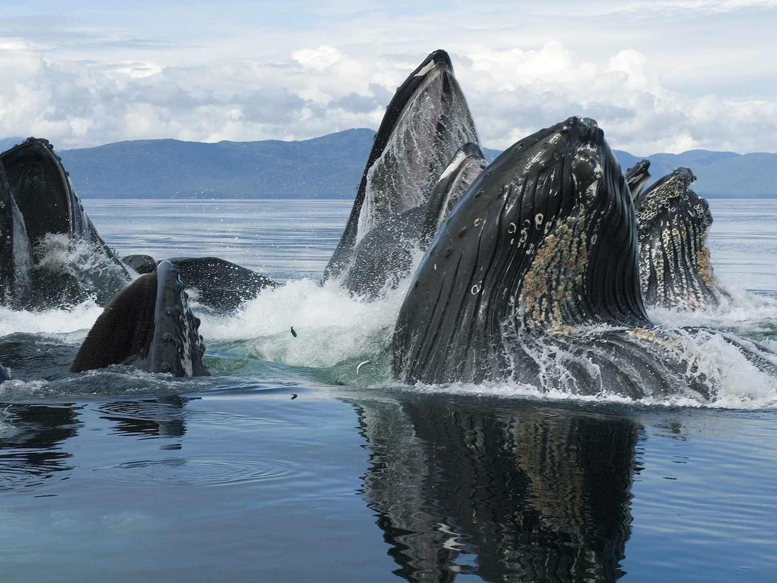 ballenas mar animales