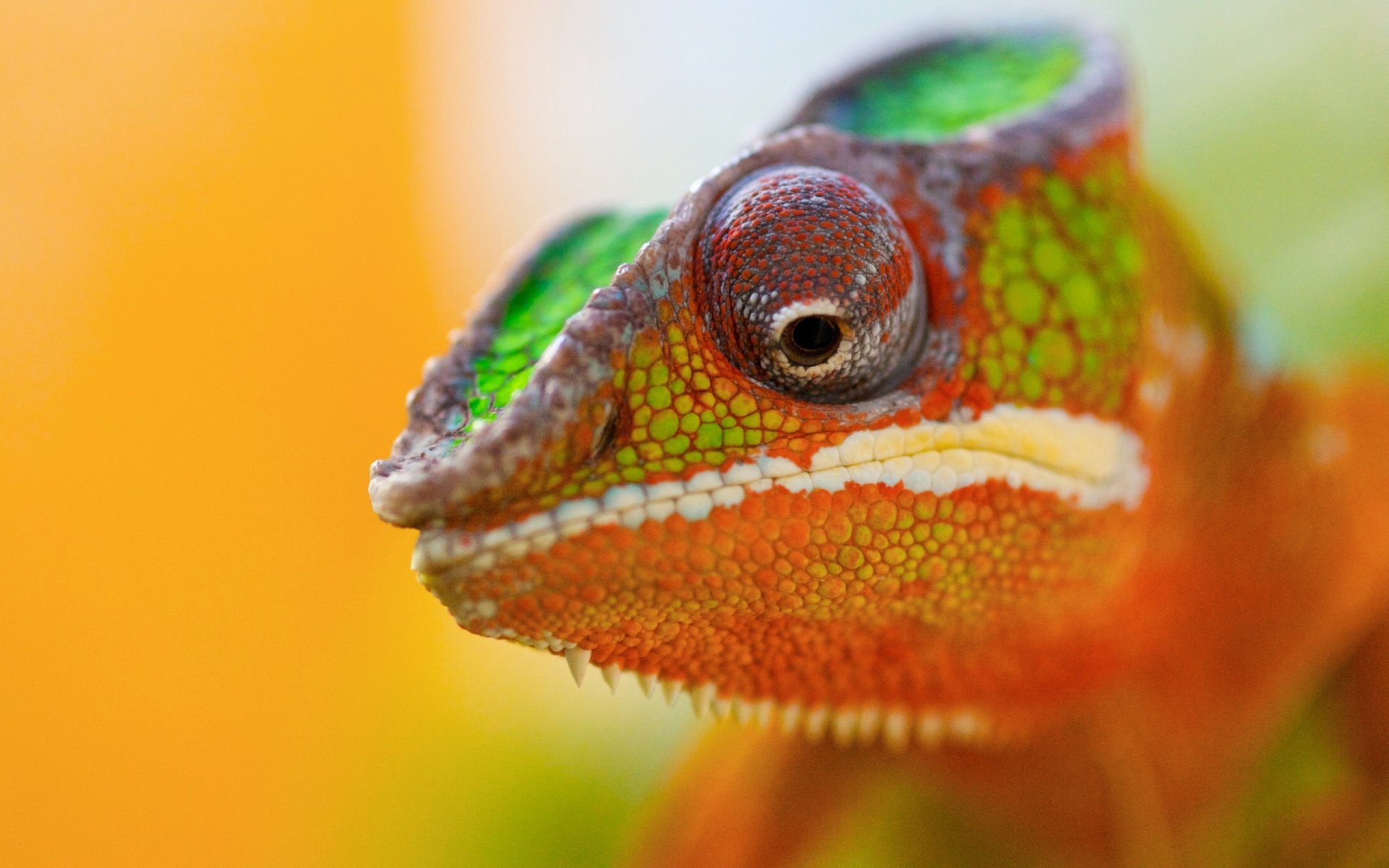 chameleon color animal