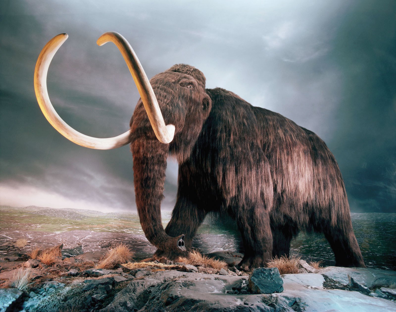 mammoth tusks extinct