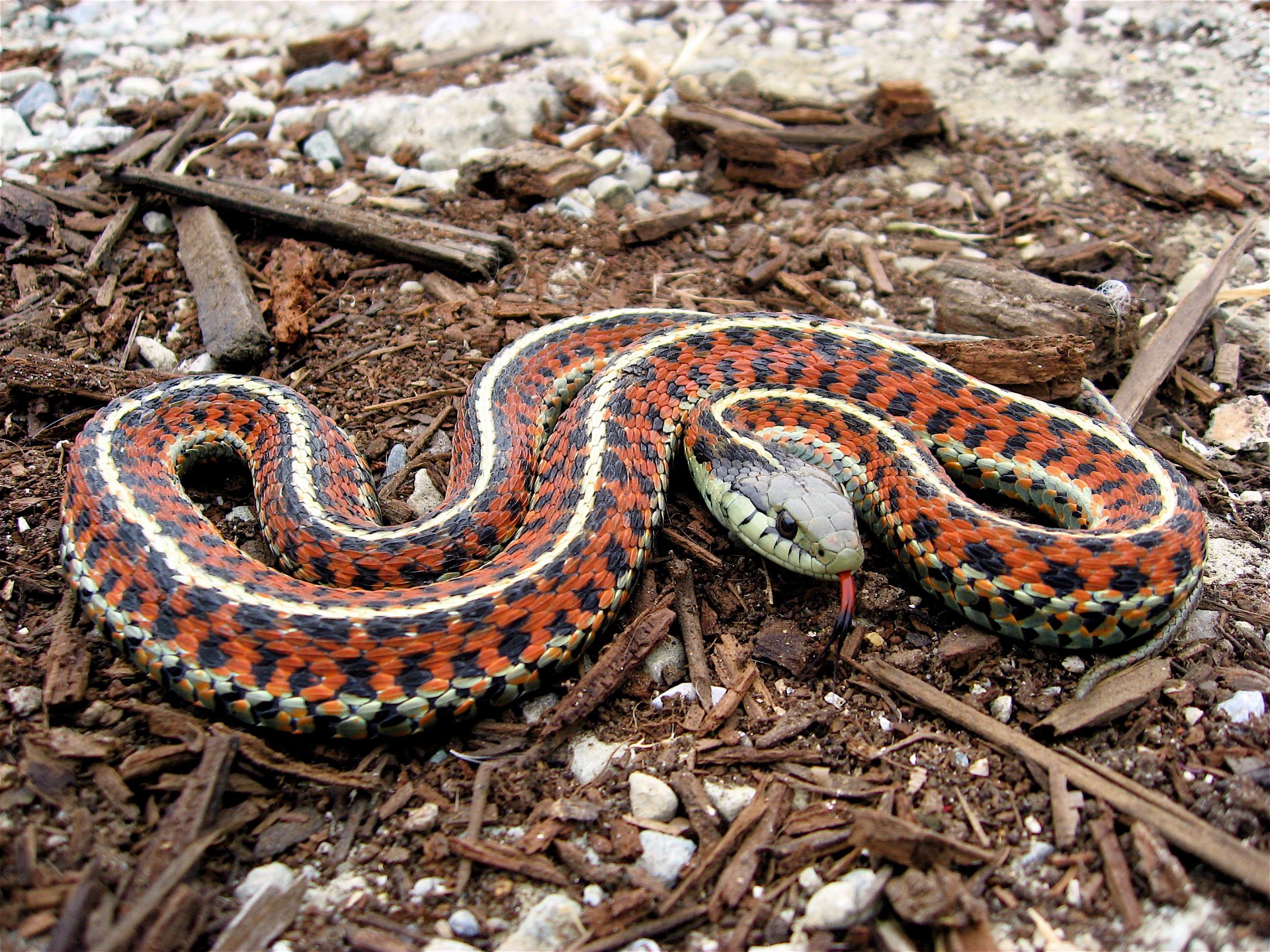 serpent langue côte jarretière