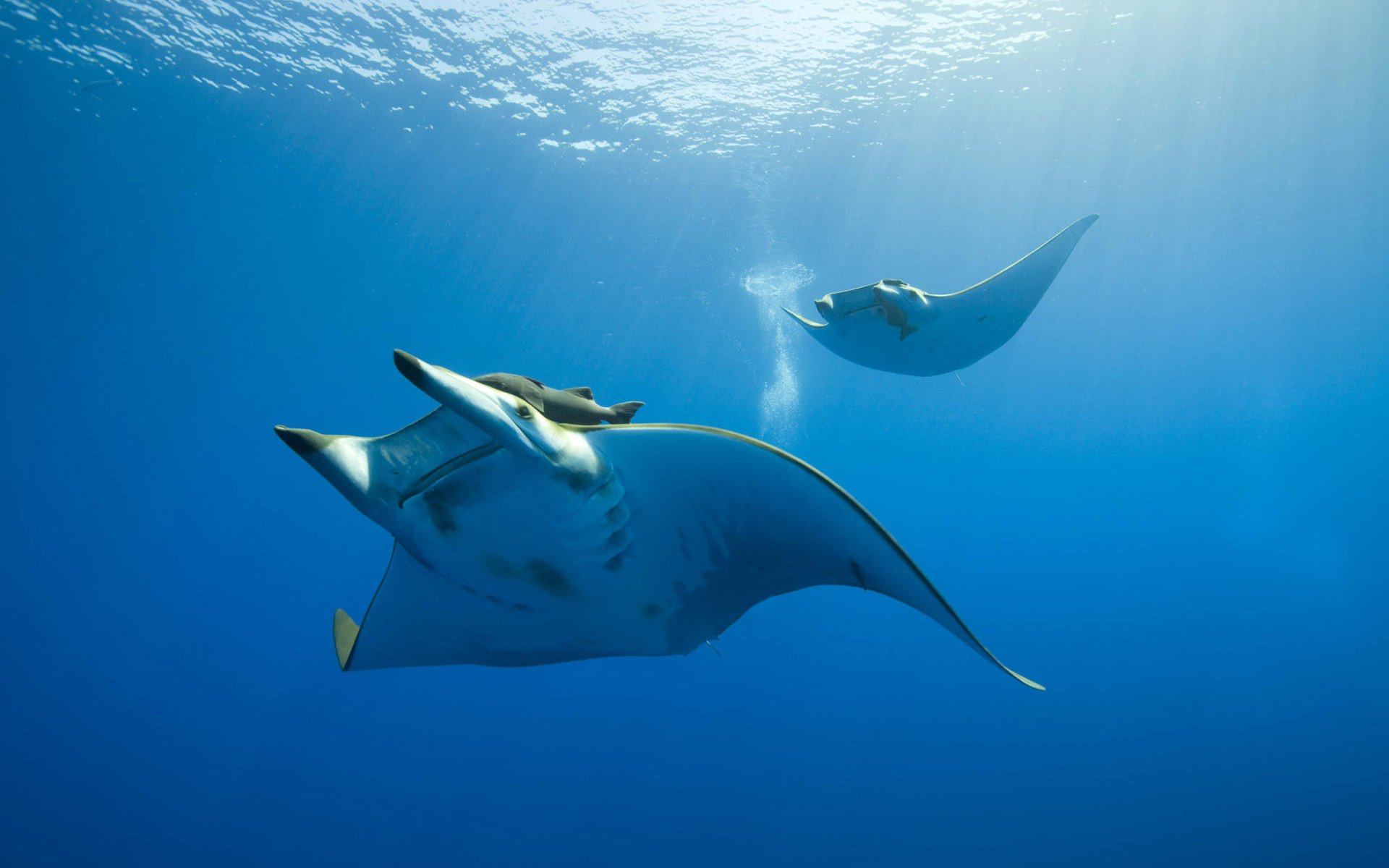 manta acqua oceano