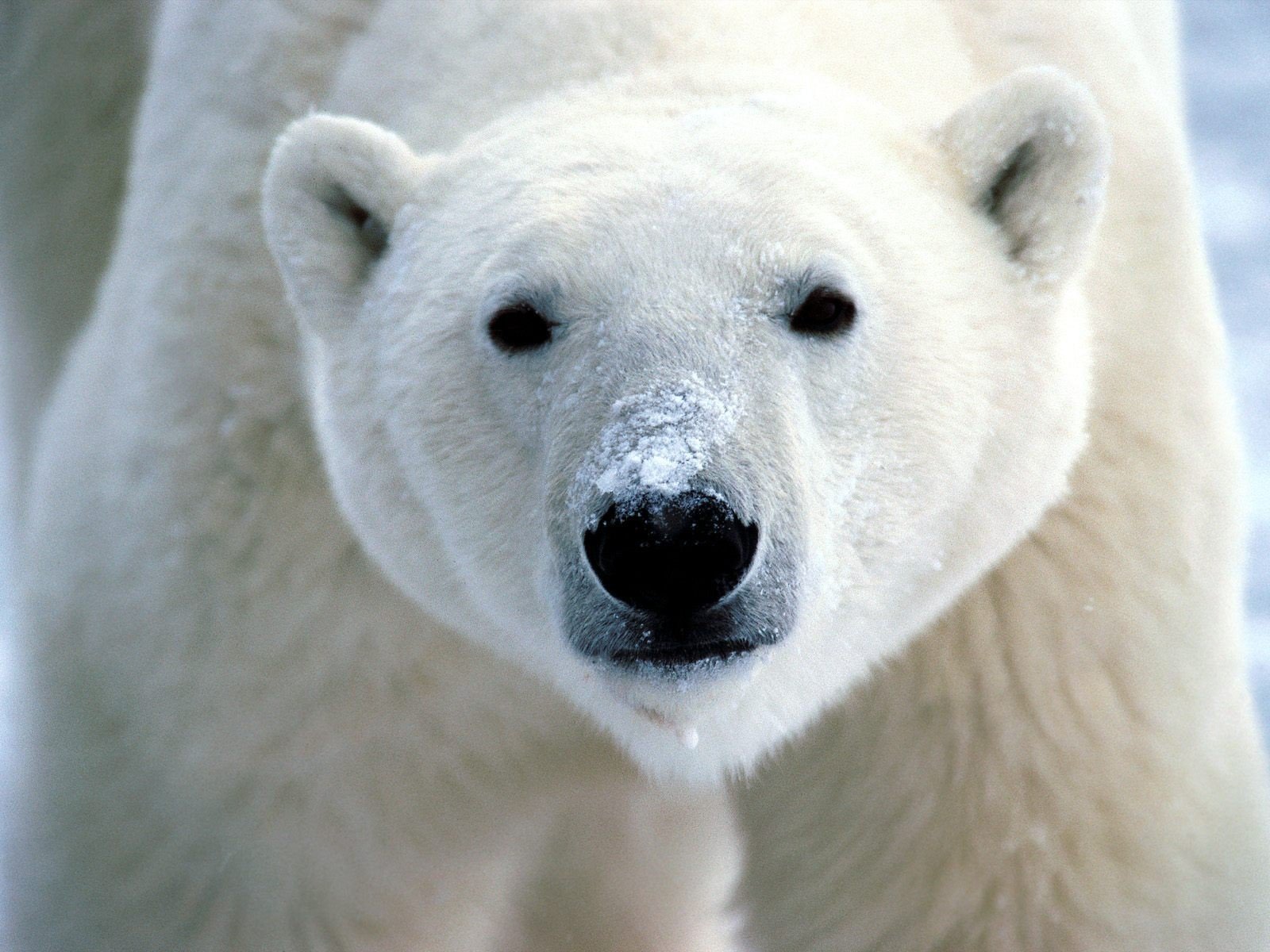 blanc ours museau