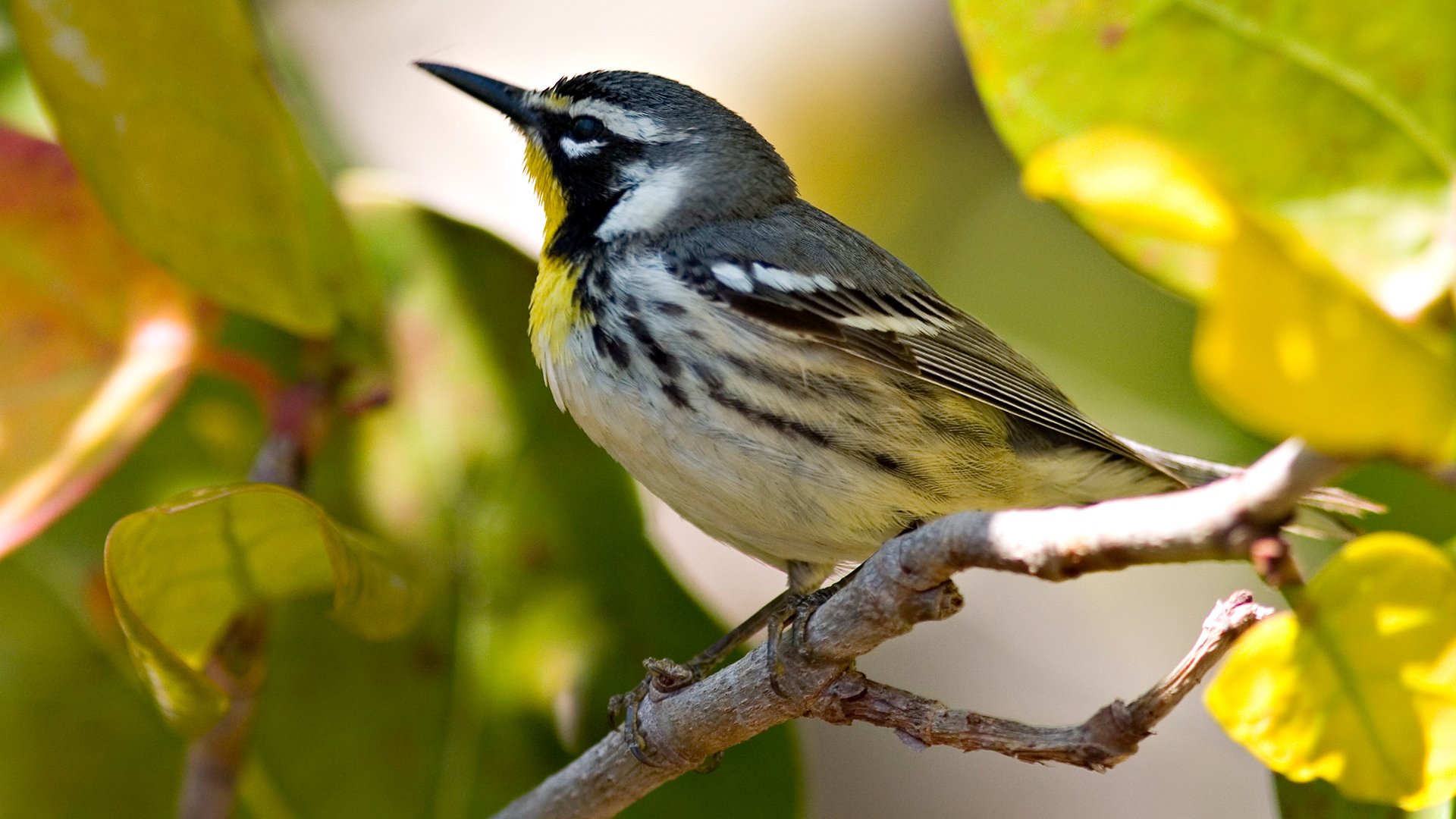 zweig vogel schnabel