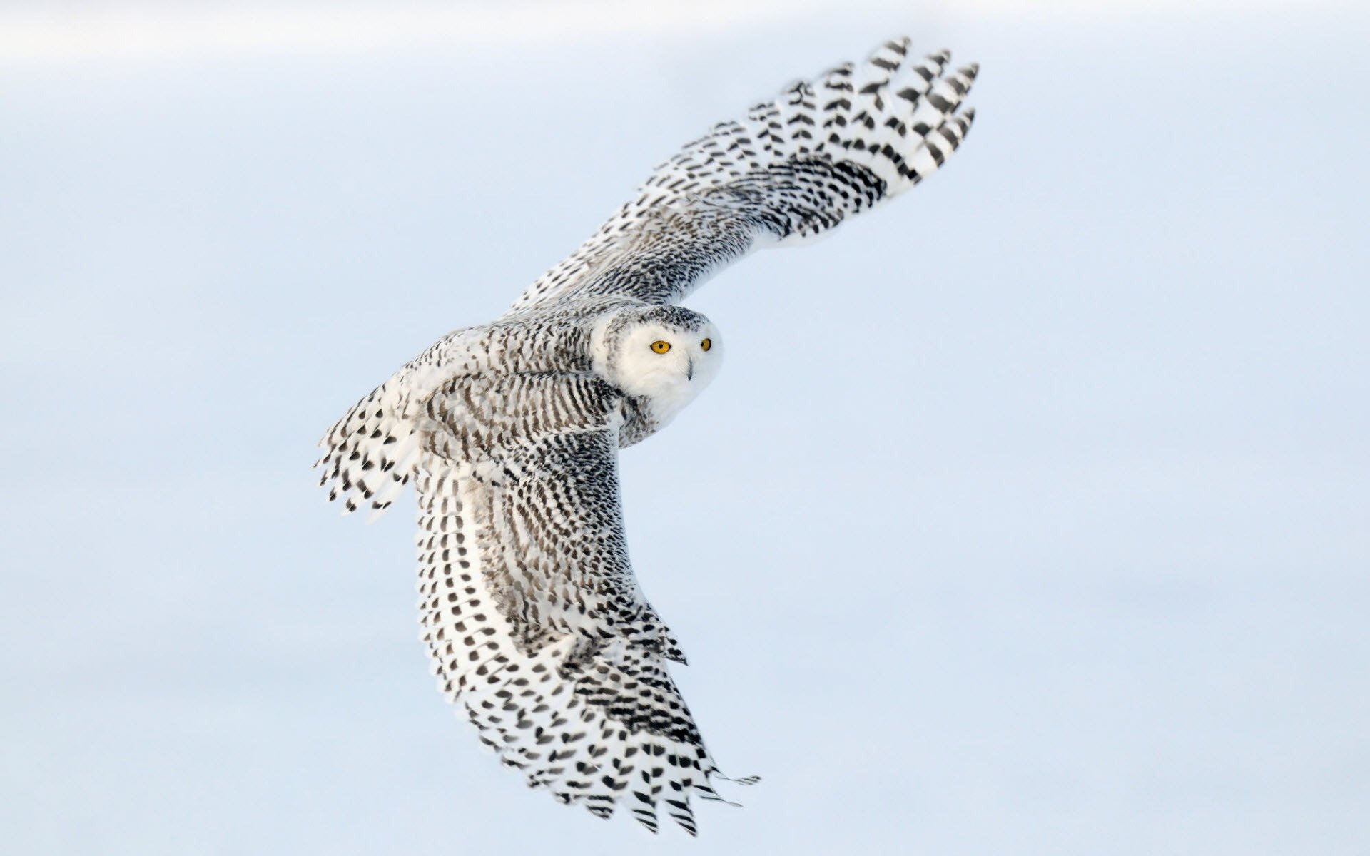 búho de nieve alas vuelo