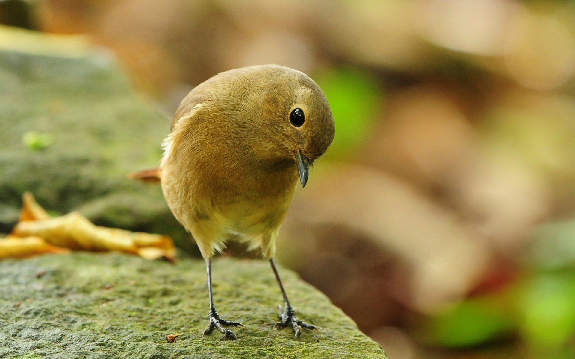 oiseau pierre petit oiseau