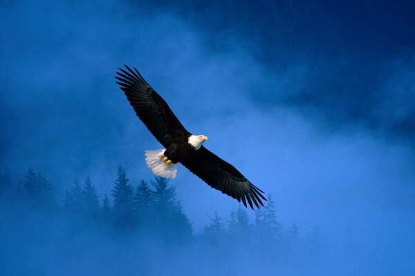 Vol libre d un aigle dans le ciel au-dessus de l Alaska