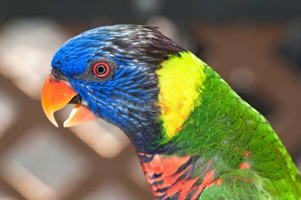 Pappagallo con diversi colori seduti