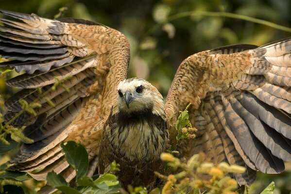 Falcon before takeoff