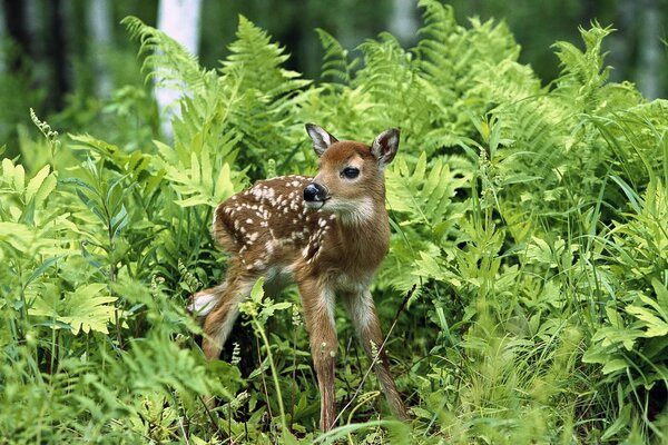 A little fawn in a green fern