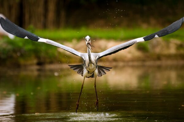 Cigogne a attrapé un poisson sur le lac