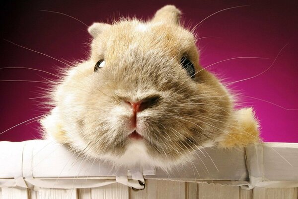 Cute fluffy face of a hamster sitting in a basket