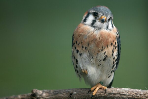 Pájaro en una rama con un hermoso plumaje