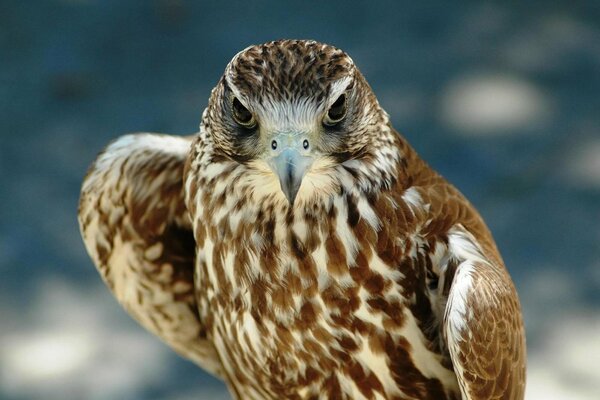 Águila de montaña con una mirada formidable