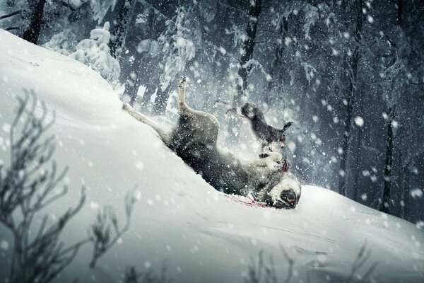 Lucha de lobo con liebre en la nieve