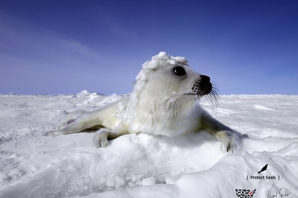 Carino Navy SEAL si trova sulla neve bianca