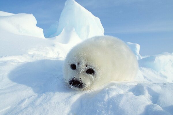 A small white seal in the snow