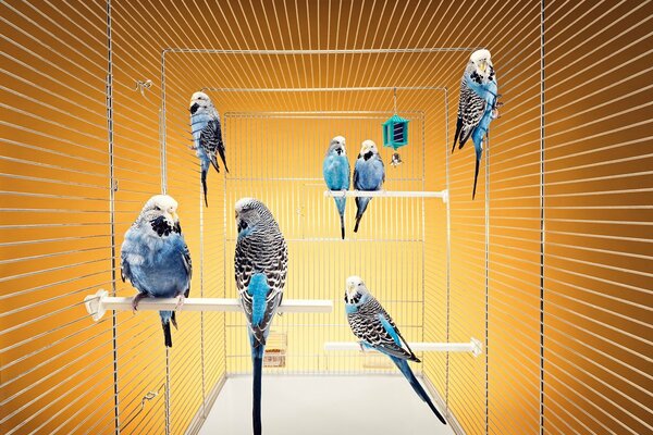 Faliste niebieskie papużki w klatce