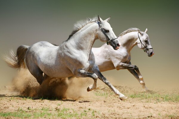 Poor horses gallop fast