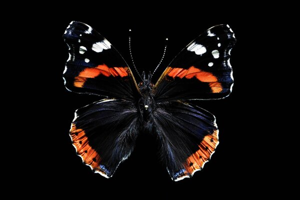 Black butterfly on a dark background