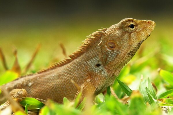 Lézard sur l herbe, herbe verte