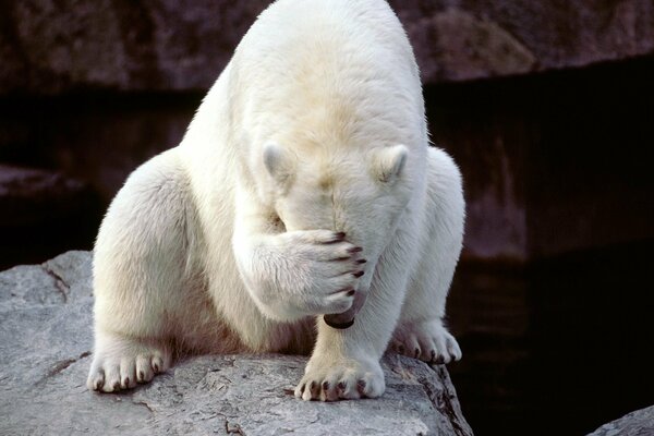 A polar bear is sitting, covering its muzzle