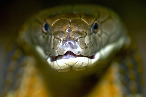 Cobra close-up on the desktop