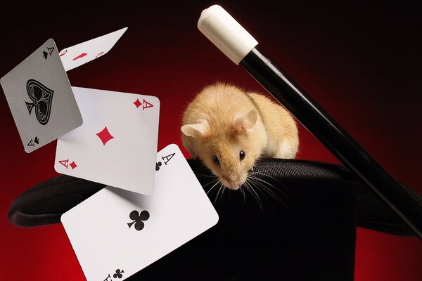 The mouse shows a trick with cards