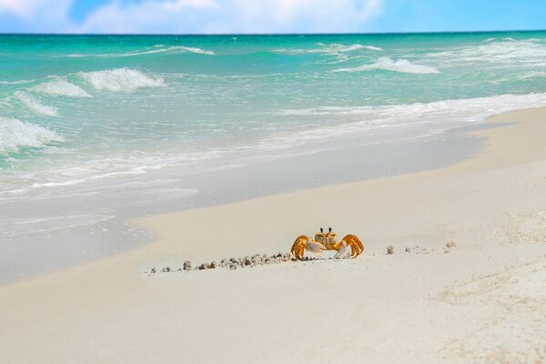 Crab on white sand by the blue ocean