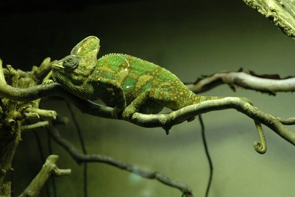 Chameleon in its natural habitat