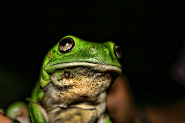 A frog in the hands of a man in the dark