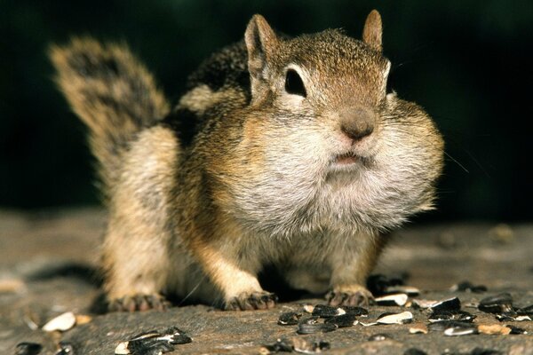 A small squirrel is gnawing on seeds