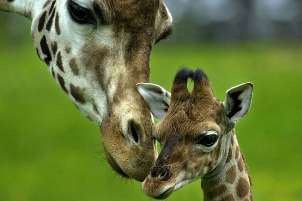 Girafe maman avec son bébé