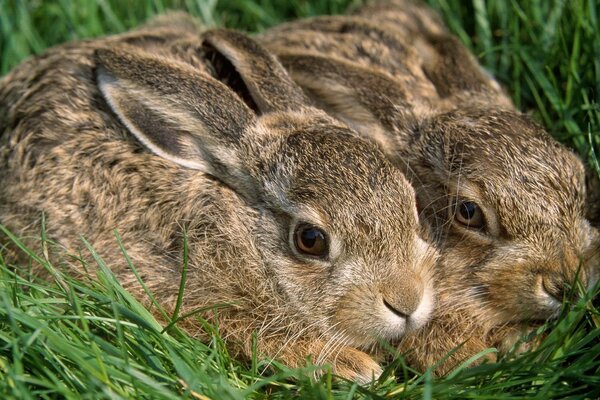 Hares in the grass. Two earwigs