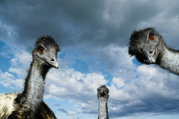 Tres avestruces contra un cielo azul con nubes