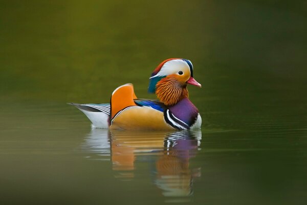 Pato inusual flotando en el río