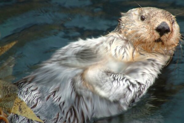 A frightened sea otter is floating on the river