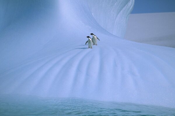 Two penguins on the snowy plains by the water