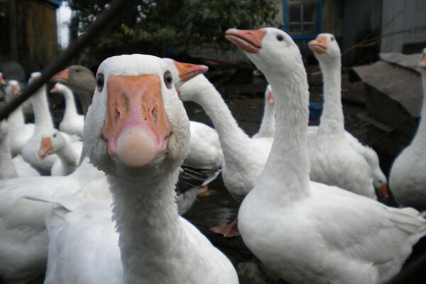 Une meute d oies blanches se penche sur l avenir