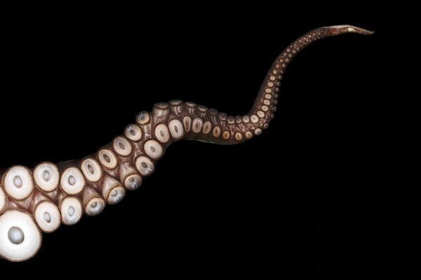 Tentacoli di polpo con ventose su sfondo nero