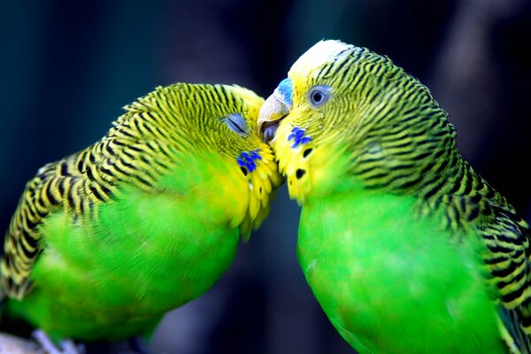 Two budgies take care of each other