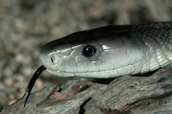 A silver-gray snake with a black tongue on the rocks