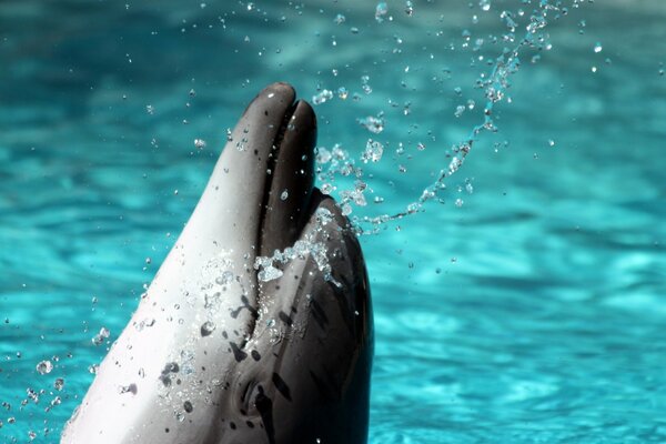 Der Delphin spritzt im Wasser, spritzt