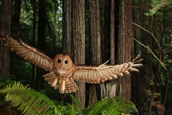 Fliegende Eule im dunklen Wald