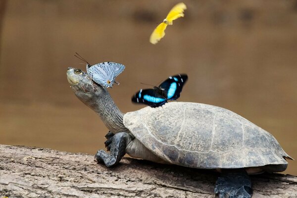 Wandernde Schildkröte mit farbigen Schmetterlingen