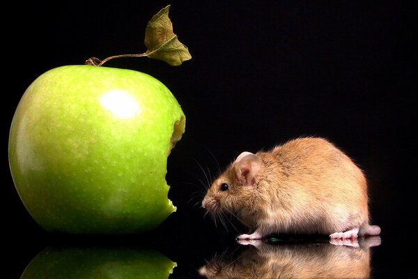 A mouse near a bitten-off apple on a black background