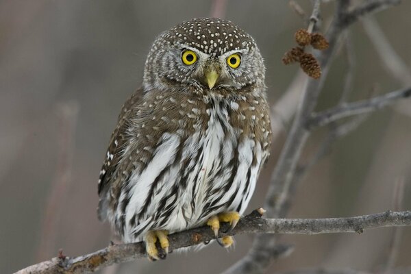 Búho sorprendido en el bosque de invierno