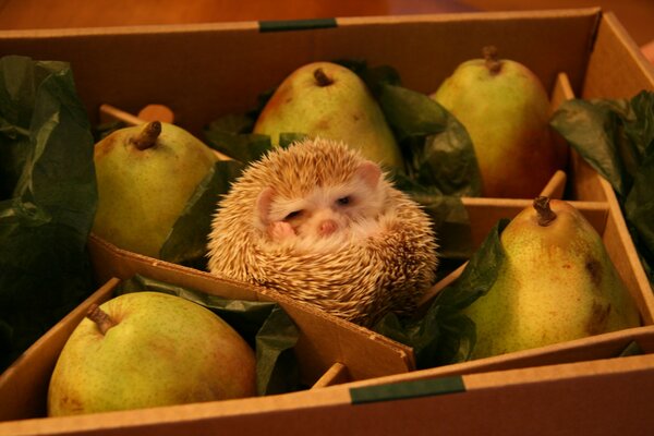 The hedgehog got lost in a box of pears