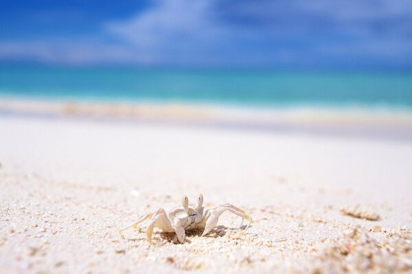 A white crab walks along a sandy beach