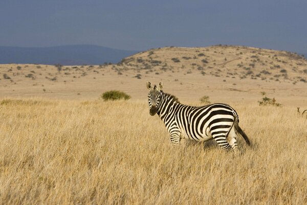 Einsames Zebra vor dem Hintergrund der Steppe und des Tals