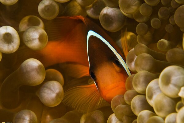 Une image étrange avec un poisson qui a un regard triste